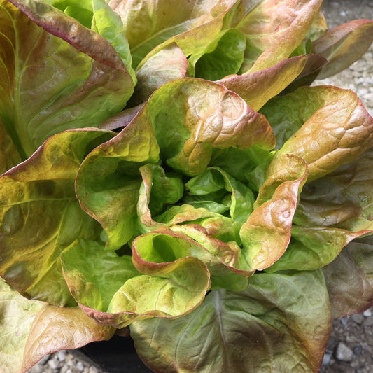 Marvel of 4 Seasons Lettuce - Blessings Grow Meadows
