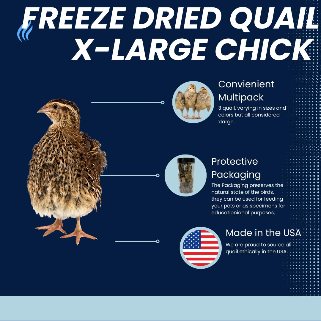 Three Buddy's Pretty Birds Whole Quail Chicks XL from Quailz.com by Undique LLC on a white background
