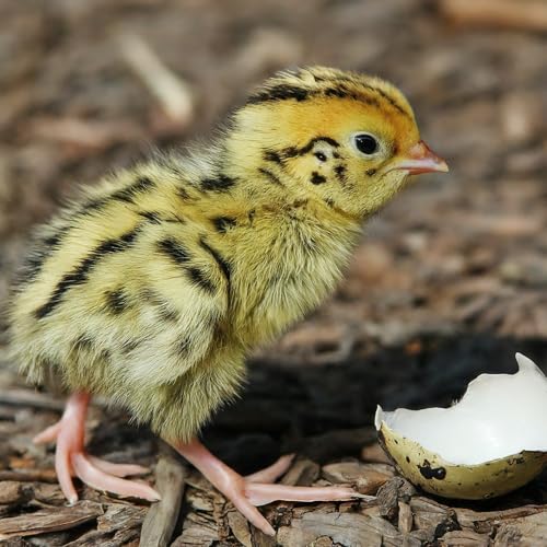 Fertile Coturnix Quail hatching eggs from Quailz.com, 12 fresh eggs ideal for incubation and sustainable family farm hatching.