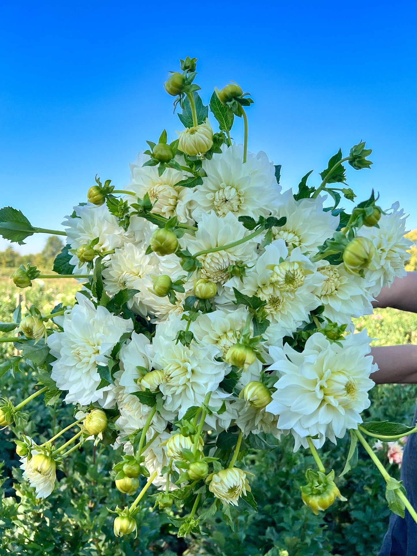 Dahlia Tuber Beaucon