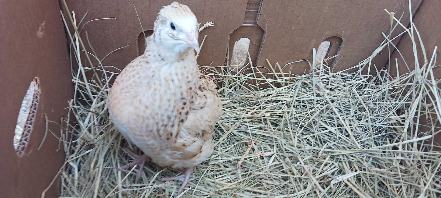 Jumbo Italian Quail hatching eggs from Quailz.com by Undique LLC, showing smooth brown eggs on a white background.