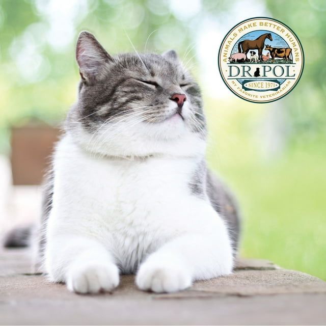 Dr. Pol Incredi-Pol Favorites Crunchy Shell/Creamy Center Chicken Flavor Cat Treats, 5 oz. Bag - Blessings Grow Meadows