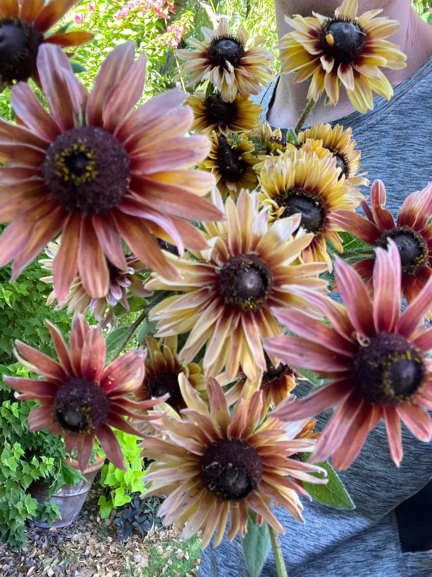 John's Plant Adventures Rudbeckia Sahara seeds in a packet, ready for planting in garden or flower bed.