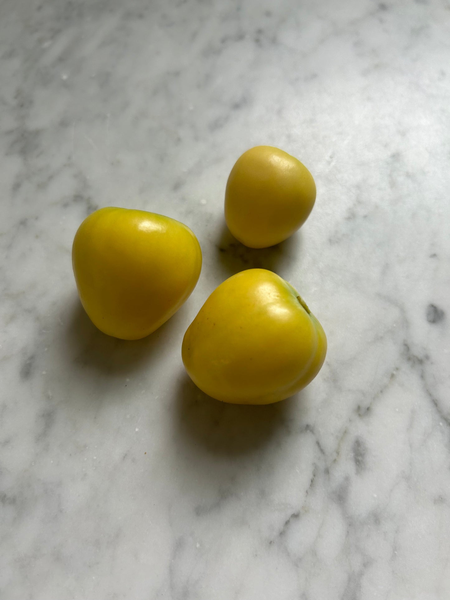Chupon de Malinalco Tomatillo Seeds – 25 Seeds, Heirloom Mexican Variety, Salsa & Fresh Eating
