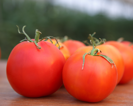 Rubee Dawn Hybrid Tomato Seeds - Blessings Grow Meadows