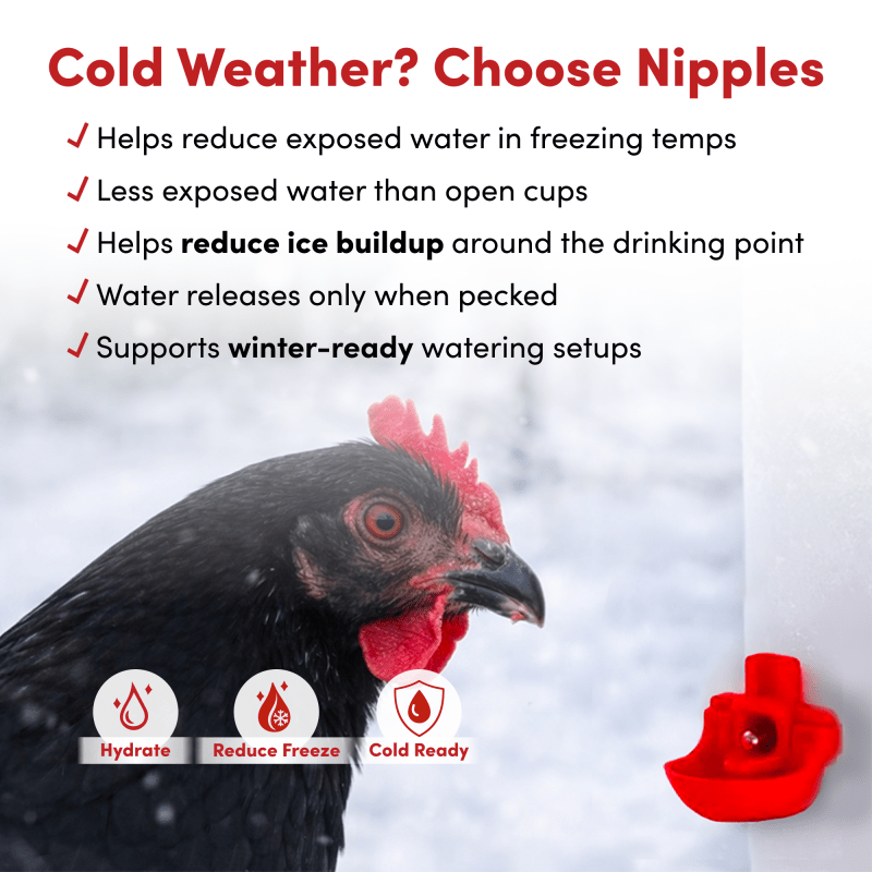 RentACoop 32oz Drinker Plus with 2 versatile nipples for chicks, quail, pigeons, and small birds in winter setting.