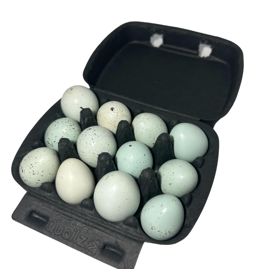 Set of 10 hollowed celadon quail eggs for crafts, natural and empty eggs with a smooth, glazed green finish from Quailz.com.