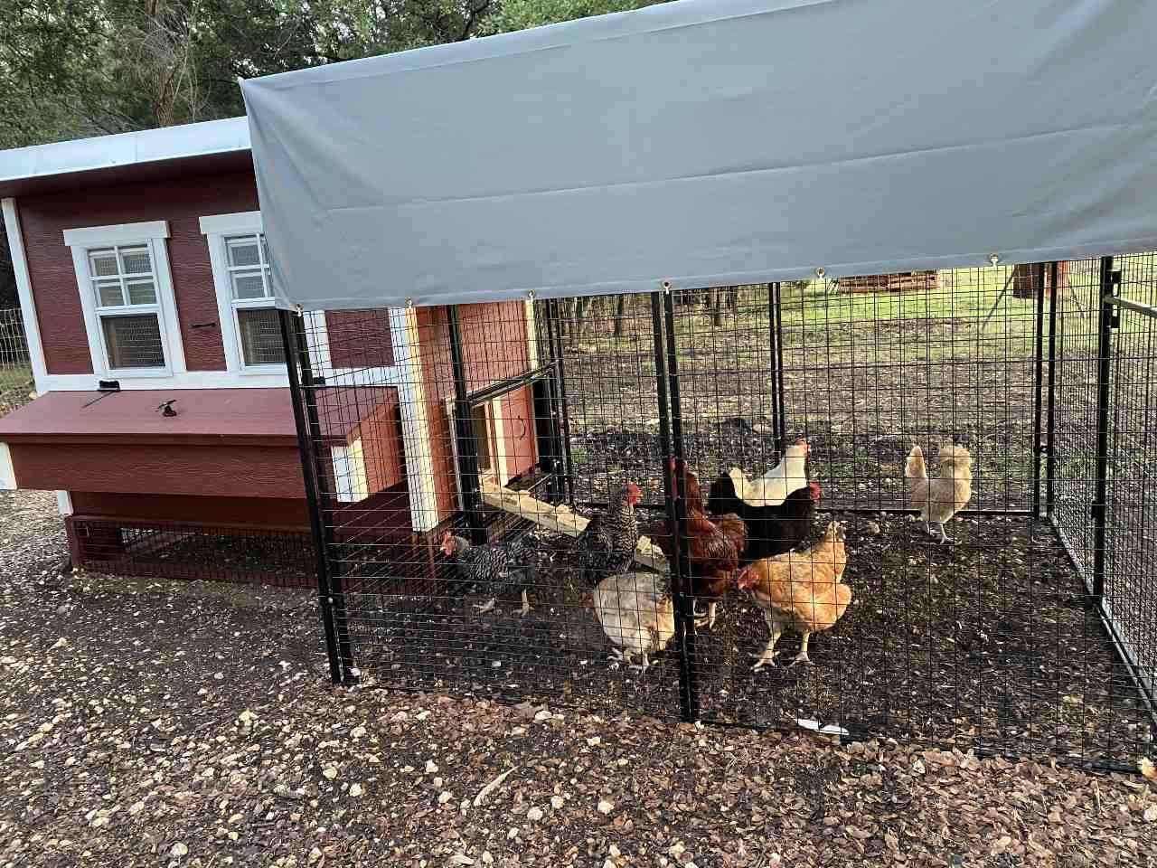 Walk-In 8 ft. Chicken Run (6'6"W x 7'6"L x 6'3"H) - OverEZ Chicken Coop ~ Blessings Grow Meadows