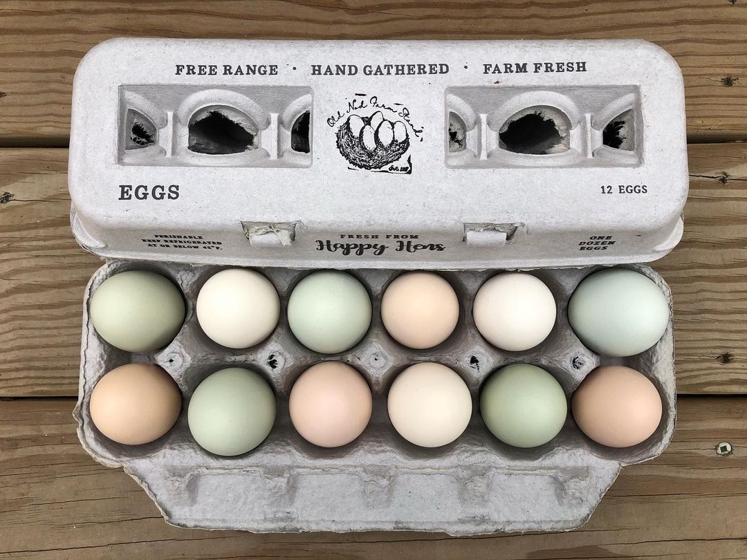 Henlay Blank Stamping Egg Cartons - 25, 90, or 250 - Blessings Grow Meadows