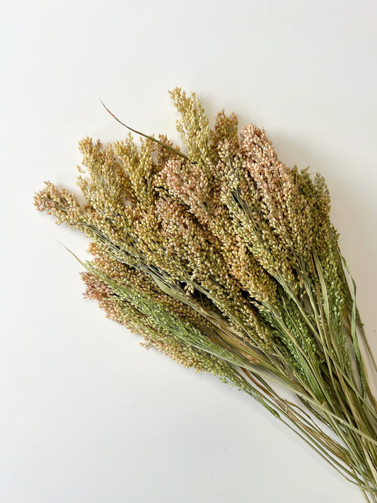 Dried Proso Millet flowers from Sunny Meadows Flower Farm, showcasing small, tan millet seed clusters in a natural arrangement.