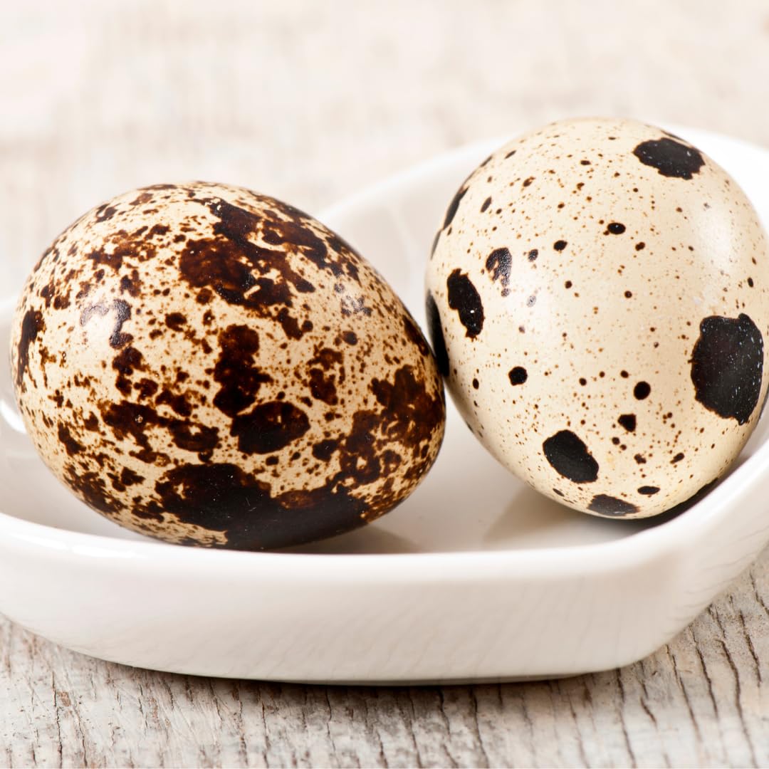 Set of 10 cleaned hollow quail eggshells from Quailz.com, ideal for crafting and decorative projects, showing smooth, empty eggshells.