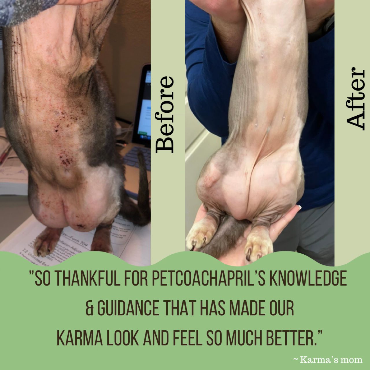 PET HEALTH & BEHAVIOR CONSULTS - Blessings Grow Meadows