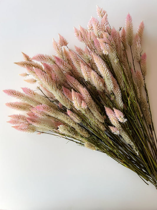 Dried Celosia Flamingo Feather from SMFF Flowers by Sunny Meadows Flower Farm, showcasing vibrant pink, feathery dried flower.