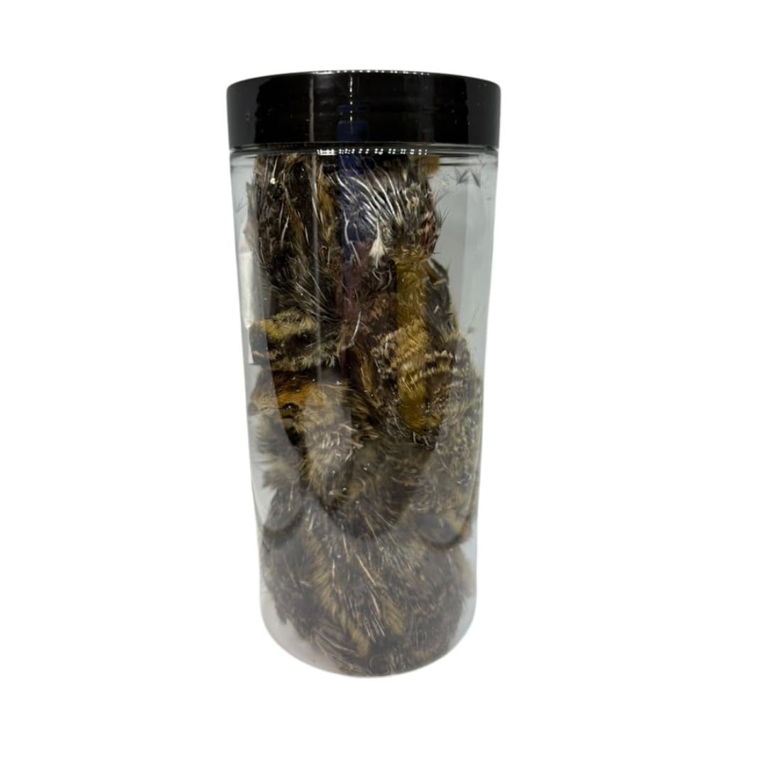 Large freeze-dried whole quail dog treats by Quailz.com, natural prey feeding protein for dogs, 5 count.