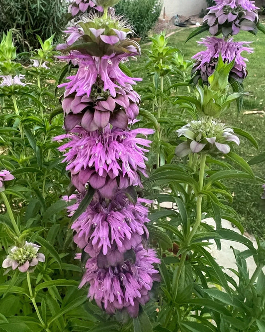 John's Plant Adventures Monarda annual bee balm seeds, small seed packet with vibrant flower illustration and planting instructions.
