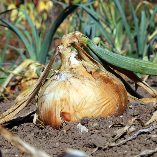 (Intermediate - Day-Neutral Hybrid) Candy Onion Plants