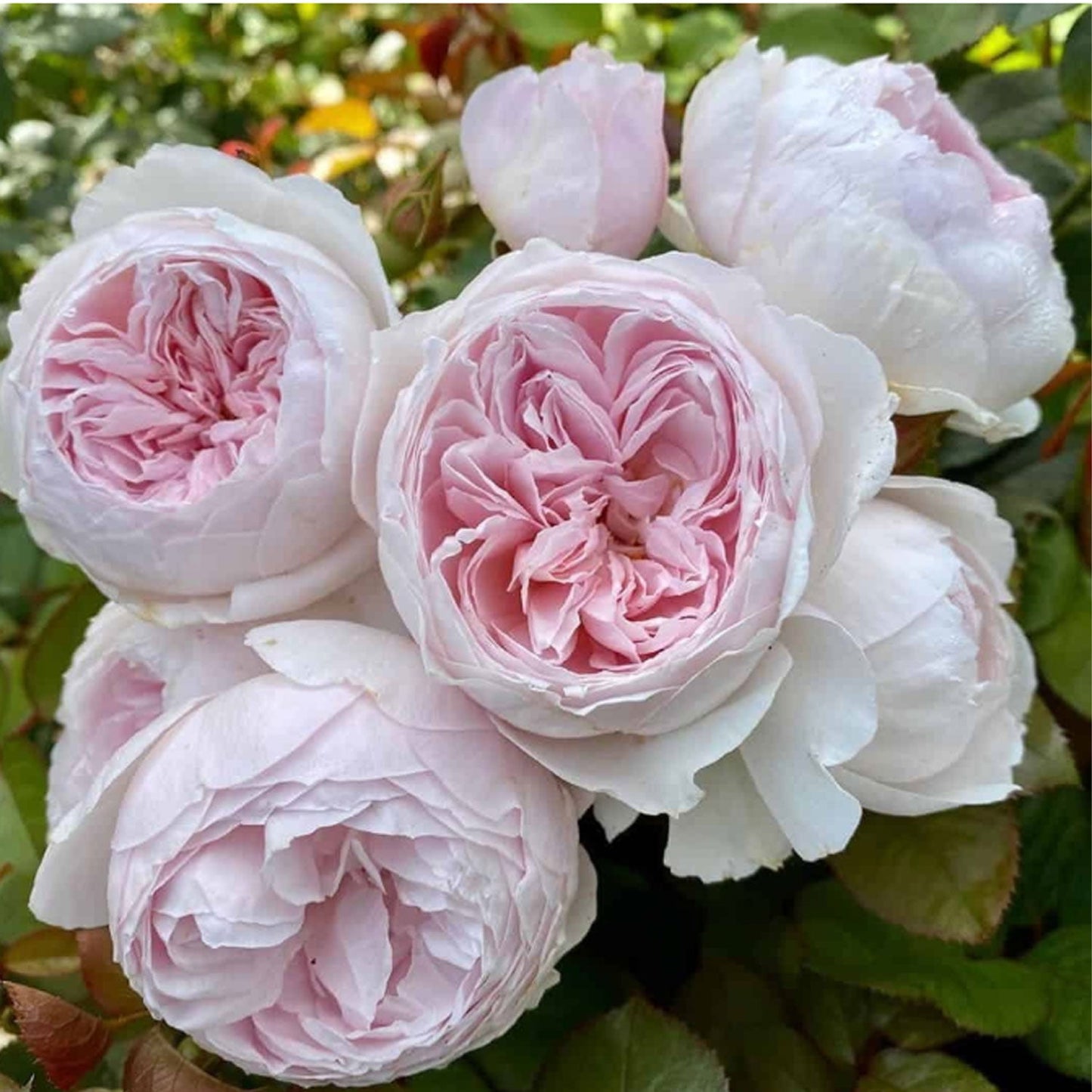 Fresh Garden Living Earth Angel Rose Plant in a 1.5-gallon pot, featuring lush green leaves and vibrant rose blossoms.