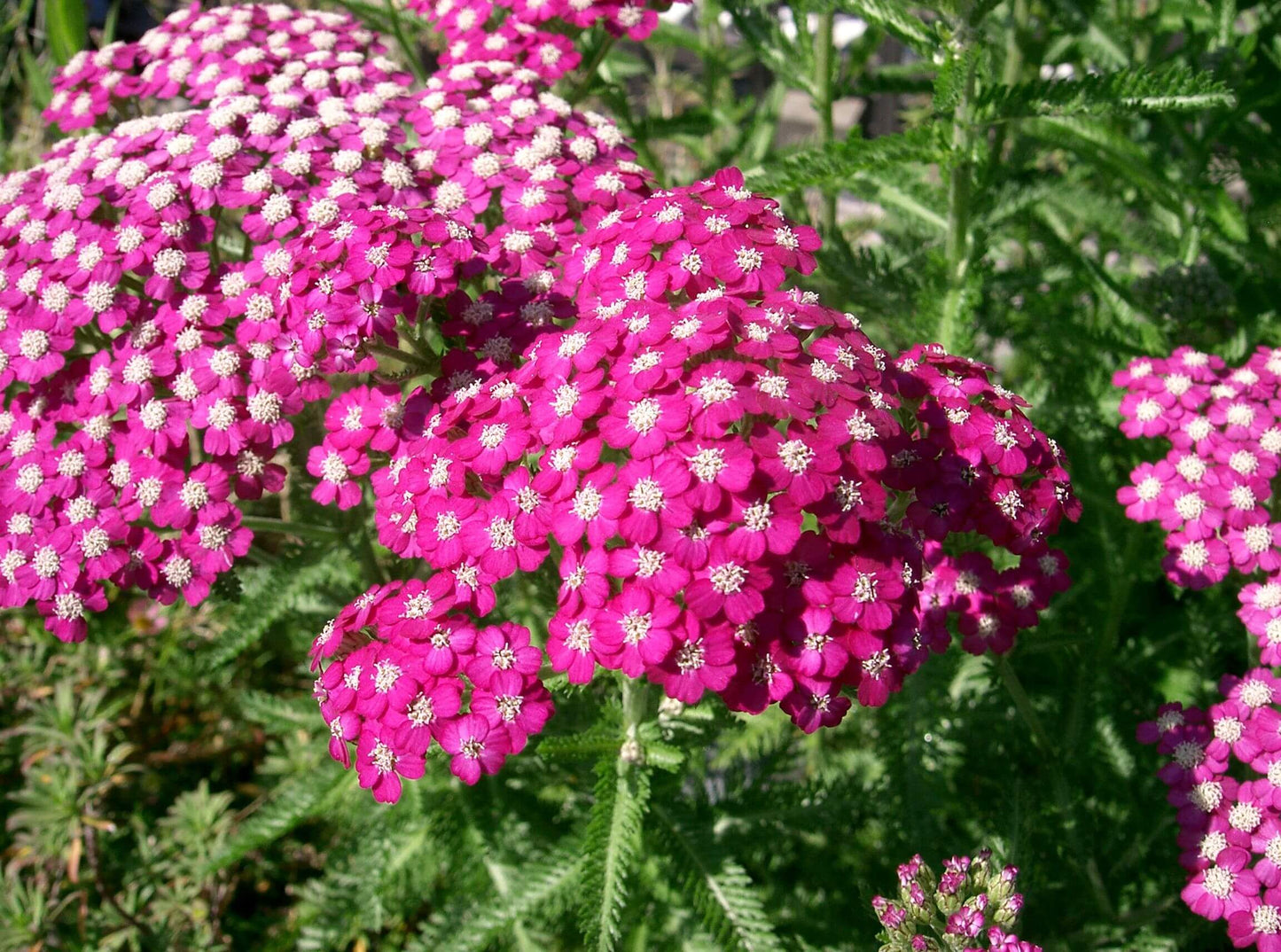 Cerise Queen Yarrow Live Plant – Achillea millefolium – Rose-Pink Perennial – Full Sun