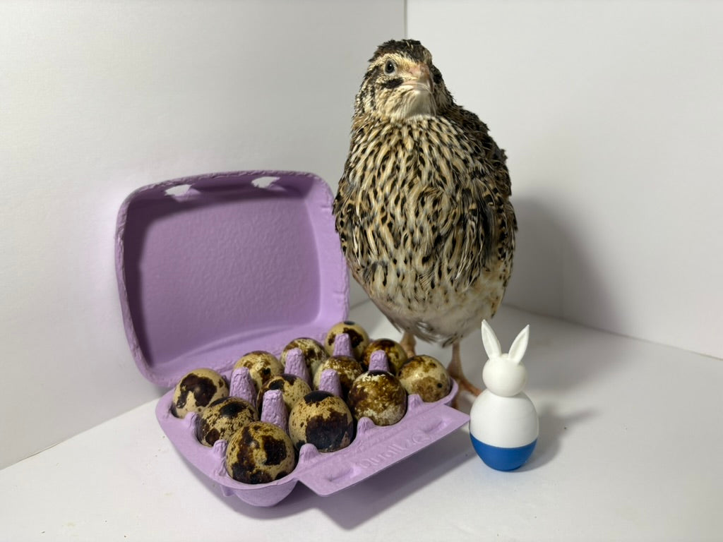 Fertile quail eggs from Quailz.com by Undique LLC, showing a close-up of speckled eggs on a white background.