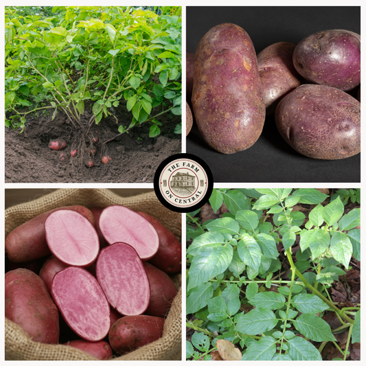 Adirondack Red Potato (Free Shipping)