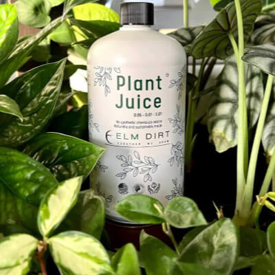 A white bottle of Elm Dirt Plant Juice, featuring green text and plant illustrations, sits among lush houseplants.