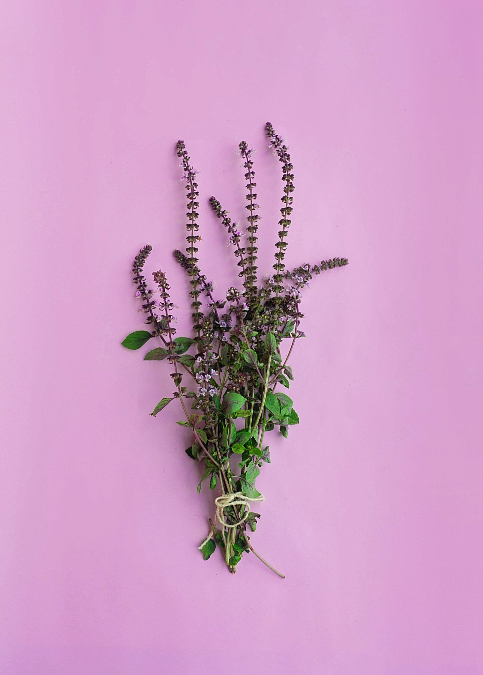 African Blue Basil herb plant by Sow Exotic, featuring dark purple leaves and vibrant green stems.
