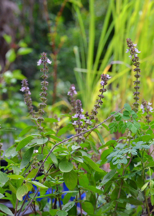 African Blue Basil herb plants by Sow Exotic, showcasing dark purple foliage and lush green basil leaves.