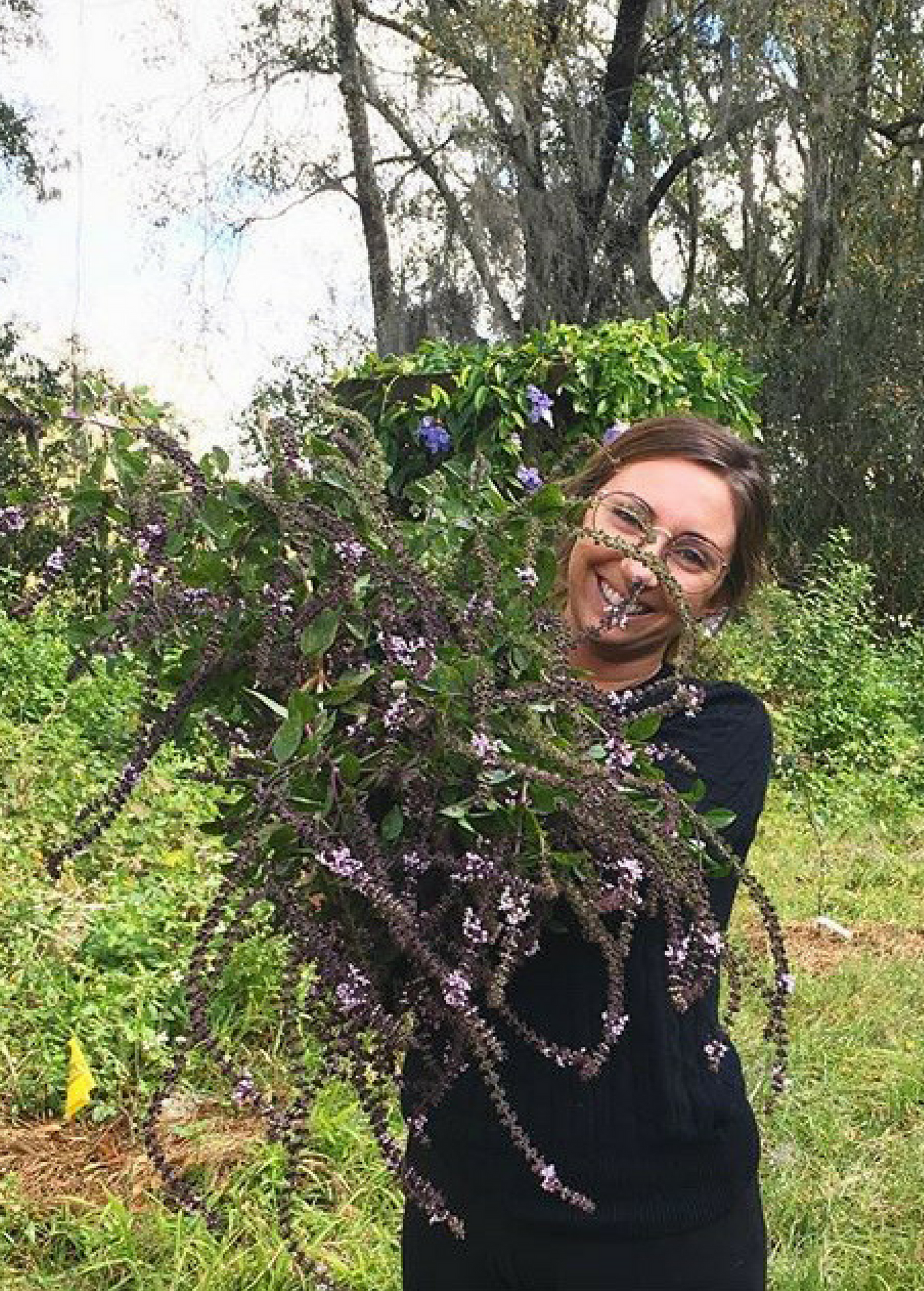 African Blue Basil herb plant by Sow Exotic, showing dark purple foliage and lush green stems, ideal for culinary and ornamental use.