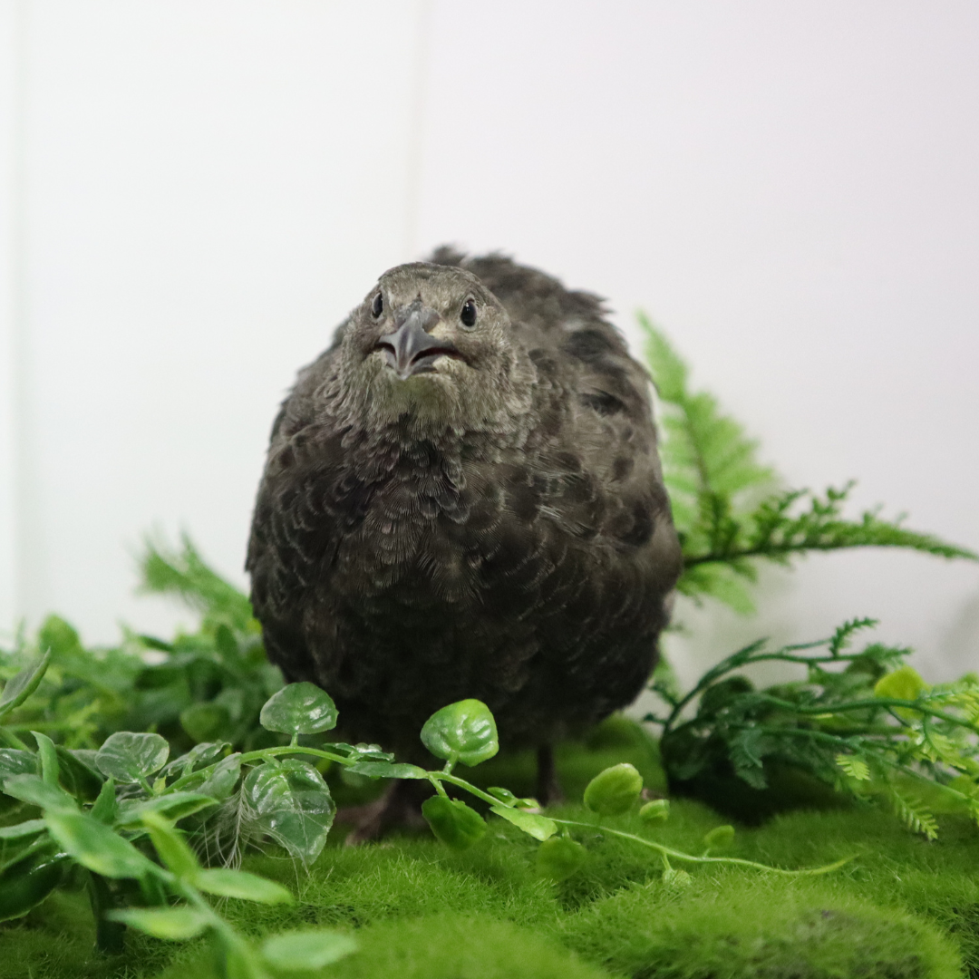 Black quail hatching eggs from Quailz.com, showcasing dark, speckled eggs ideal for aviary hobbyists and breeders.