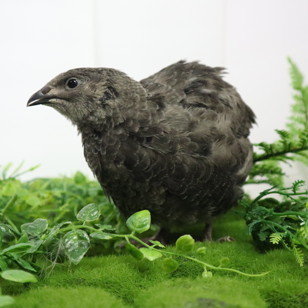 Black quail hatching eggs from Quailz.com featuring smooth black shells, ideal for avian breeders and hobbyists.