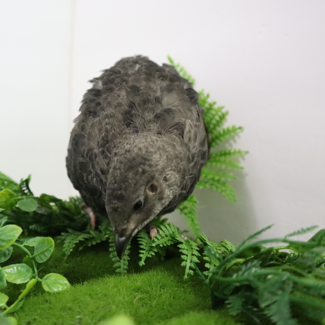 All-black quail hatching eggs from Quailz.com, pure breed ideal for aviary hobbyists and breeders, showing eggs in a container.