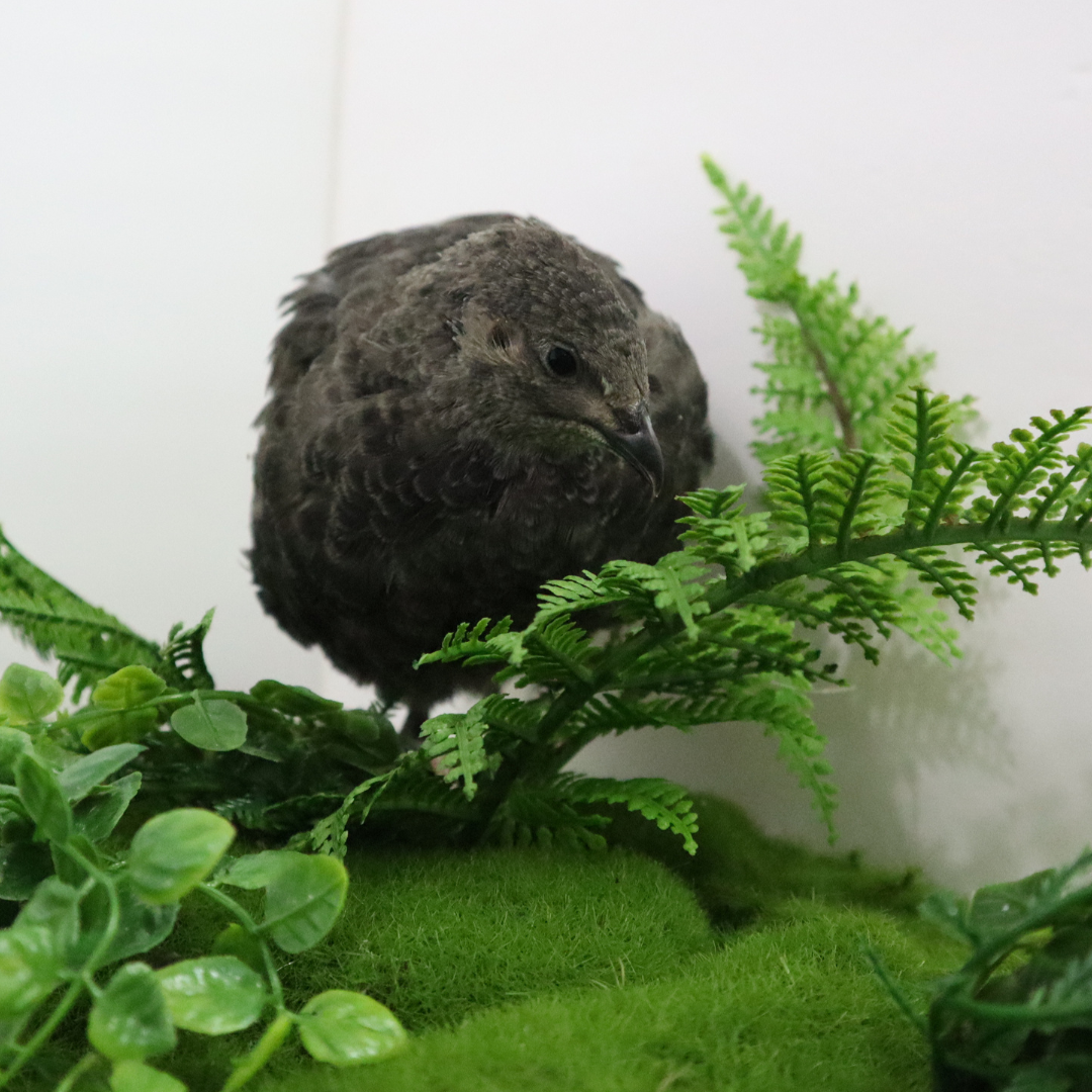 Black quail hatching eggs from Quailz.com, showing smooth, dark shells ideal for avian breeders and hobbyists.