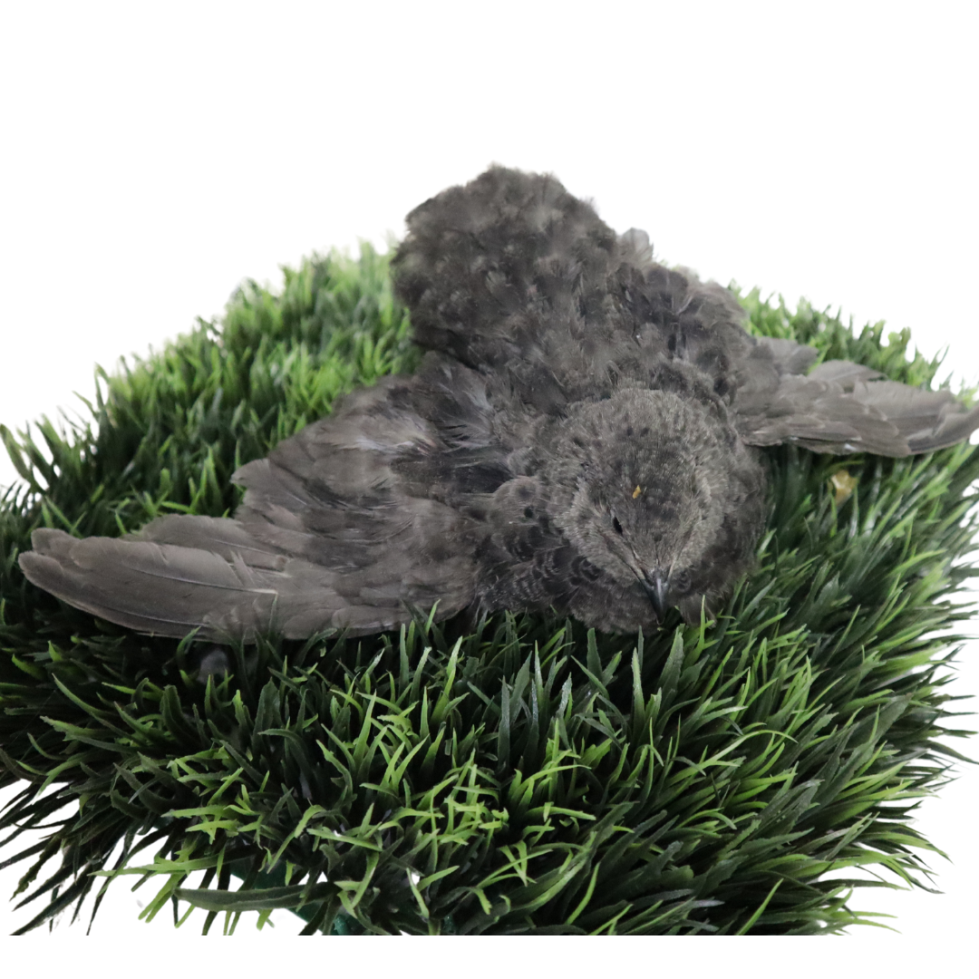 All-black quail hatching eggs from Quailz.com, showcasing smooth, dark eggs ideal for avian breeders and hobbyists.