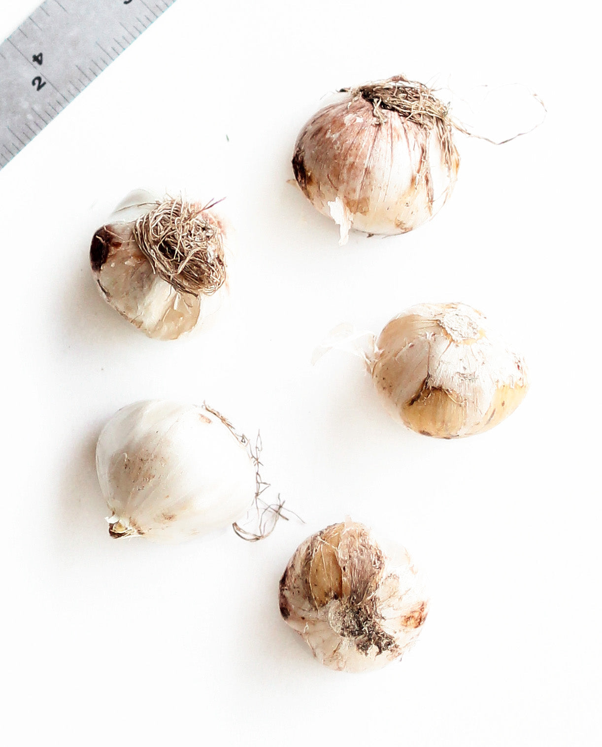 Gladiator Allium - 3 bulbs