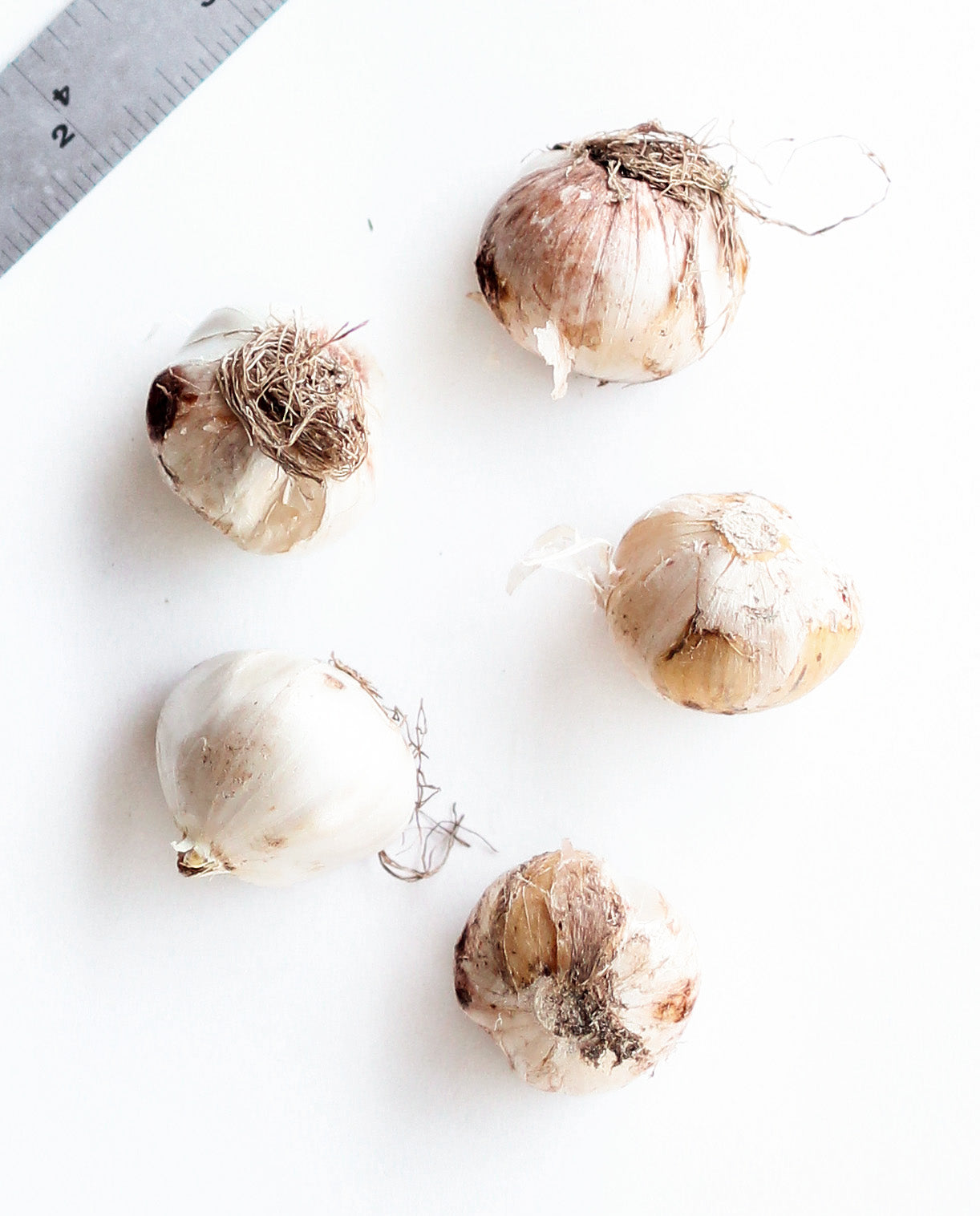 Caeruleum Allium - 5 bulbs