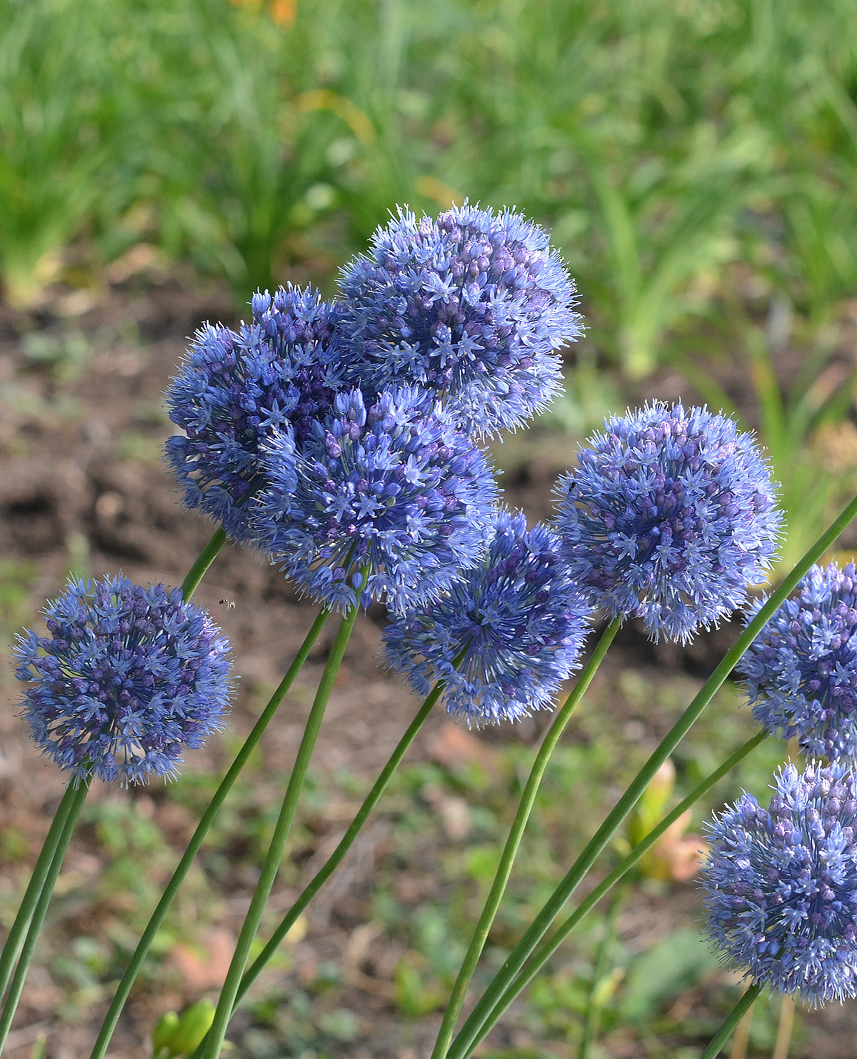 Caeruleum Allium - 5 bulbs