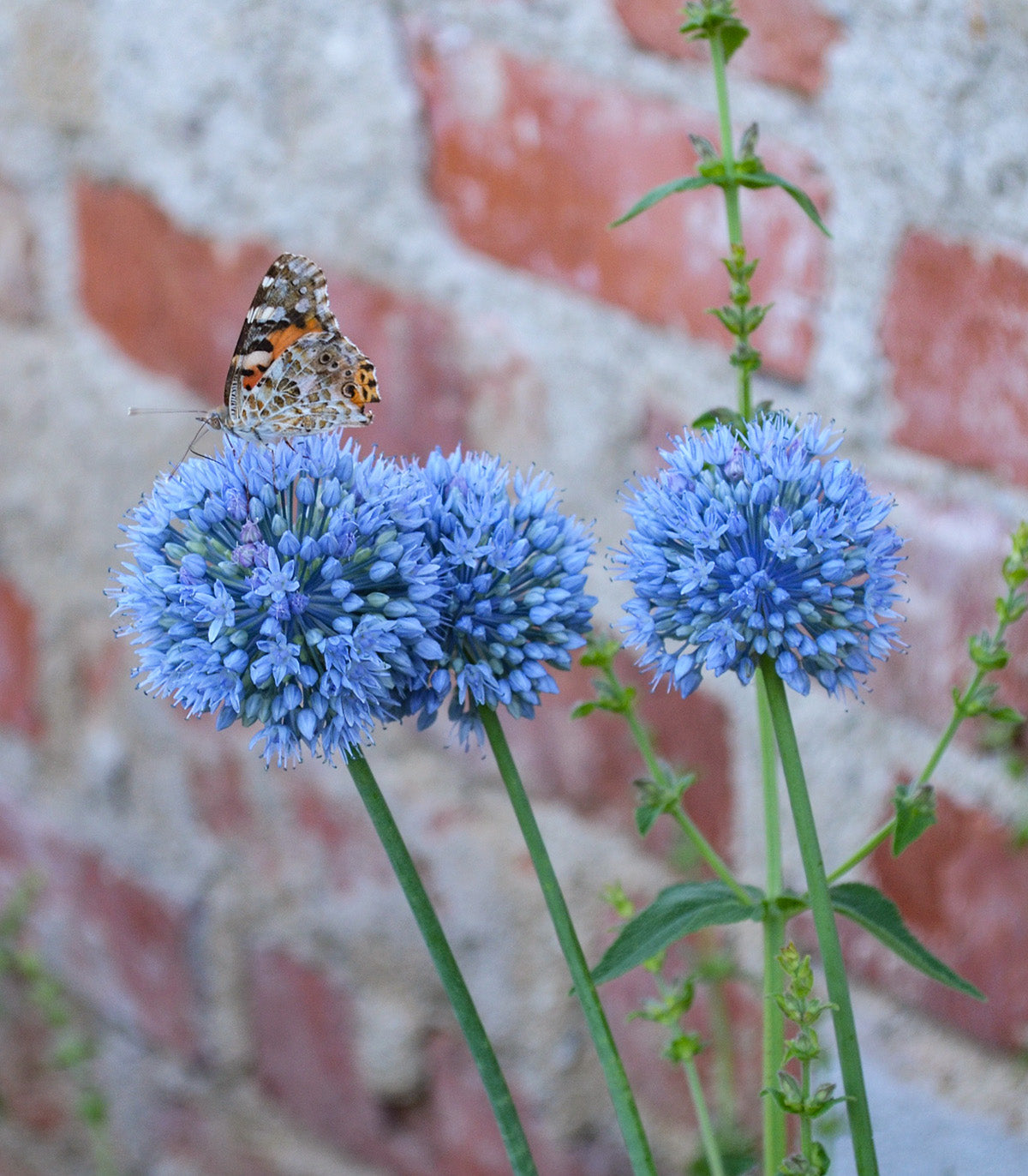 Caeruleum Allium - 5 bulbs