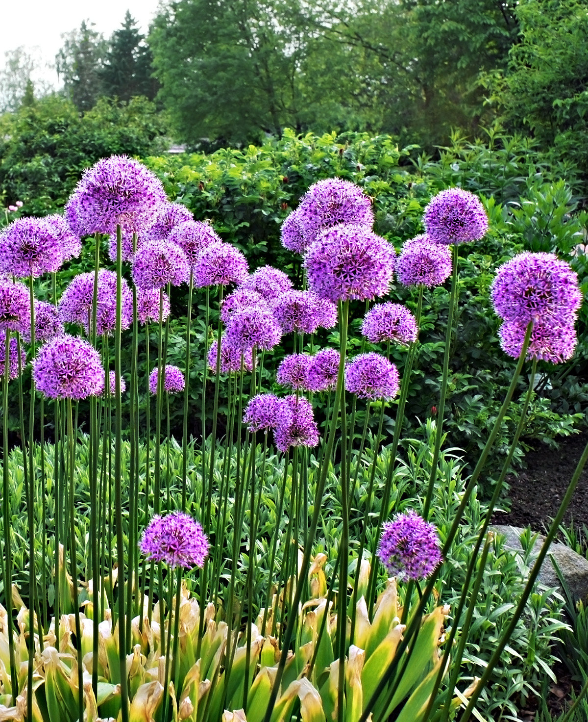 Three Giganteum Allium bulbs from BloomingBulb with their smooth, rounded white bulbs and purple-tinged scales.