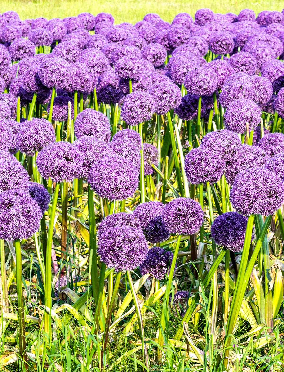 Gladiator Allium - 3 bulbs