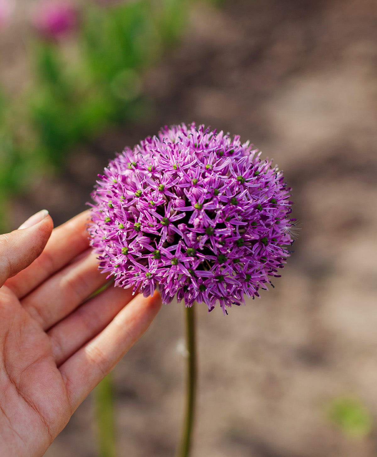 Gladiator Allium - 3 bulbs