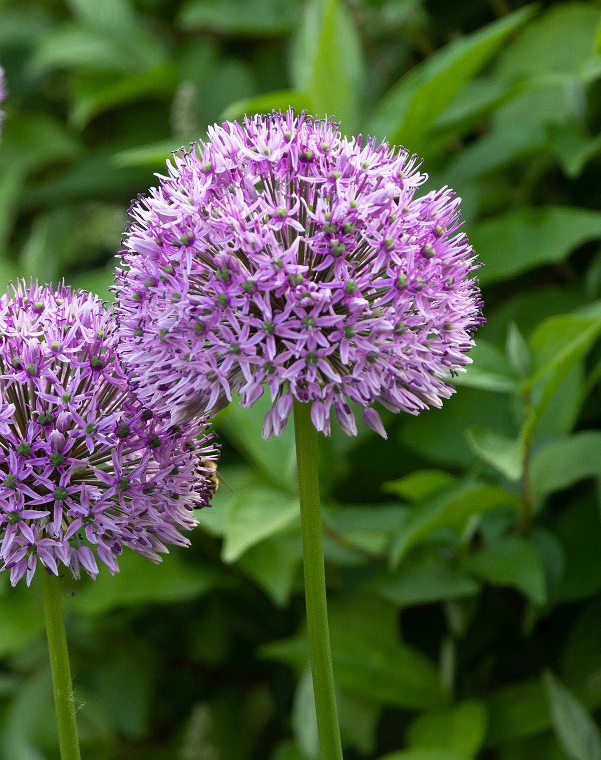 Globemaster Allium - 3 bulbs