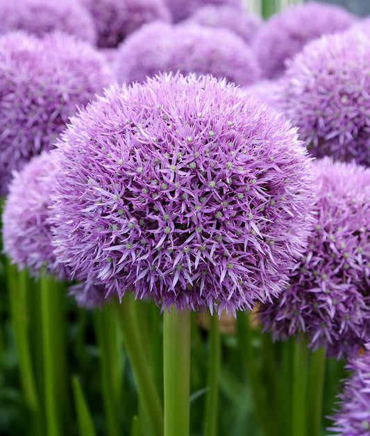 Allium Pinball Wizard bulb from BloomingBulb, showcasing vibrant purple flower buds ready to bloom in garden.
