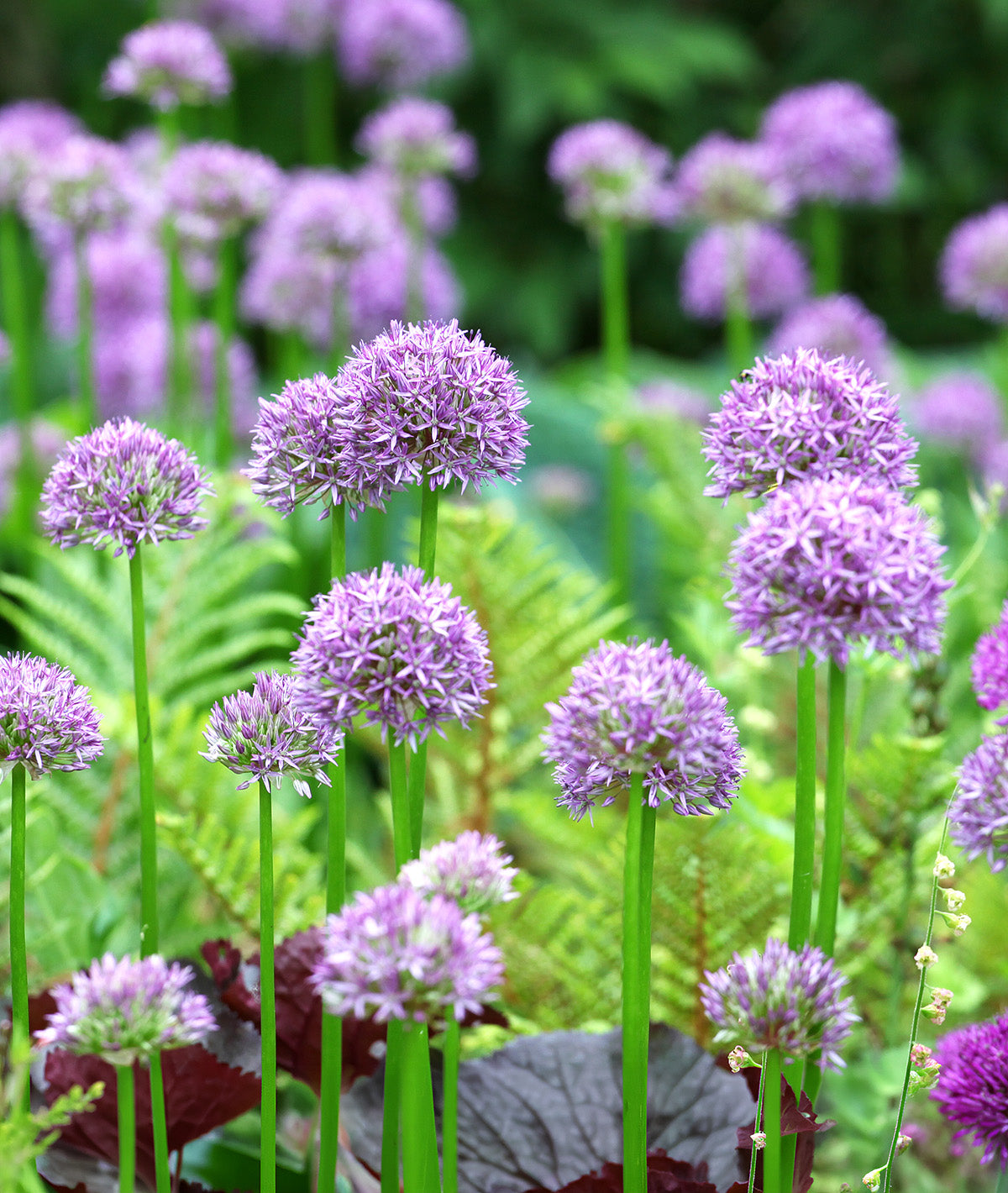 Pinball Wizard Allium - 1 bulb