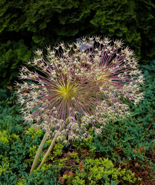 Three Schubertii Allium bulbs from BloomingBulb with distinctive starburst purple flower heads.
