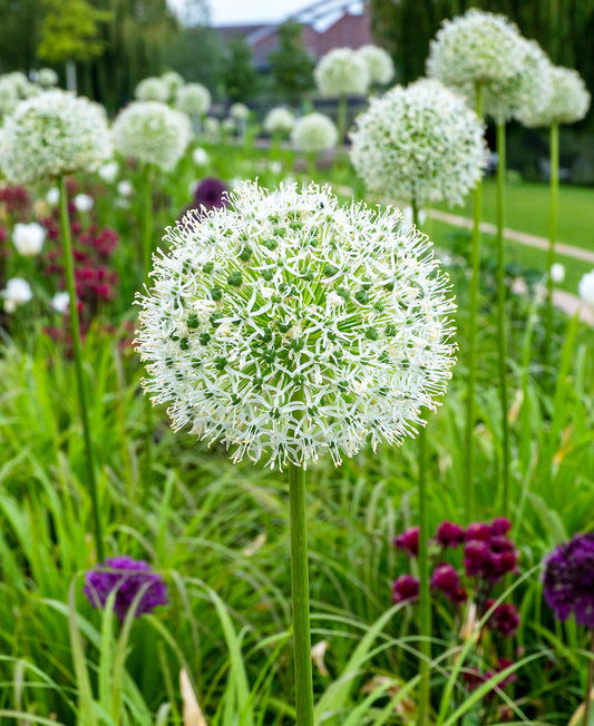 White Giant Allium bulbs from BloomingBulb, showing three large white flower bulbs ready for planting.
