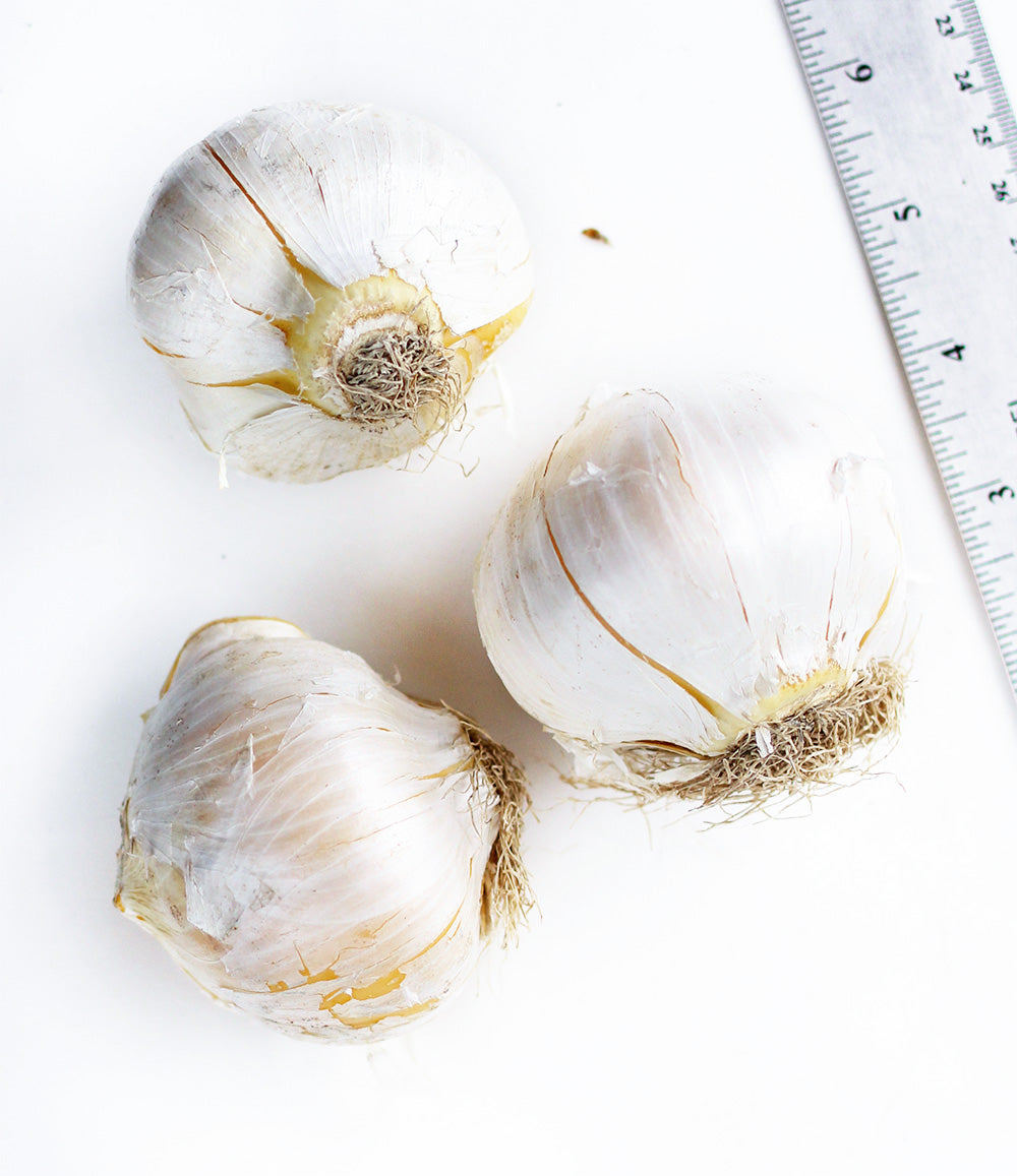Globemaster Allium - 3 bulbs
