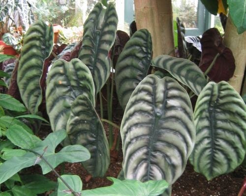 Alocasia Cuprea Red Secret Tropical Houseplant in 4 Container - Blessings Grow Meadows -