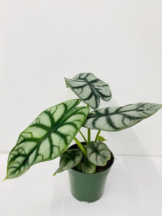 Alocasia Silver Dragon - Stunning Tropical Houseplant in 4 Container - Blessings Grow Meadows -