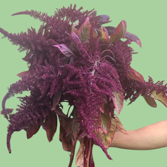 Red Amaranth seeds from John's Plant Adventures, showing vibrant red seed spikes and fresh seed clusters.
