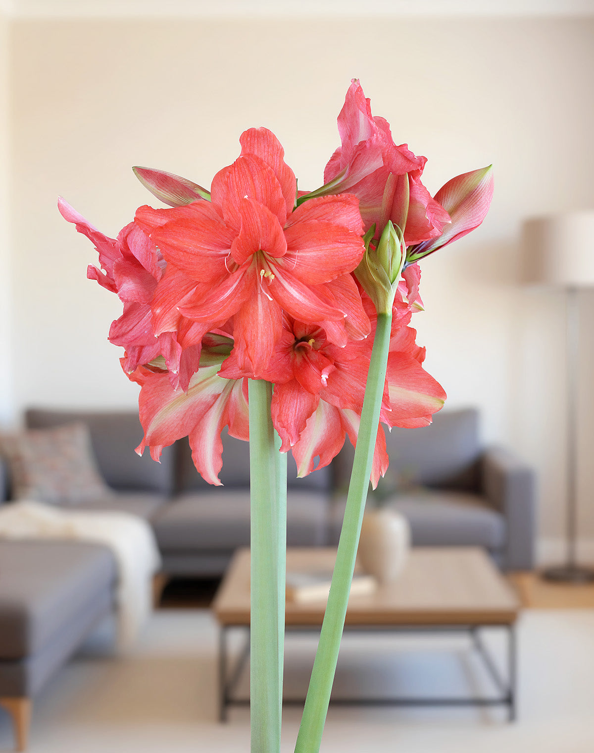 Ballerina® Sonatini Amaryllis